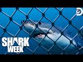 Most Thrilling Moments From Shark Week 2023 Discovery
