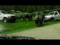 Rhino Stampede
