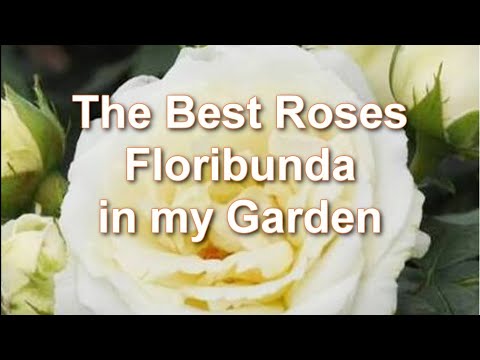 , title : 'How to plant and grow Floribunda Roses. My best Floribunda Roses | Alexa's Garden'