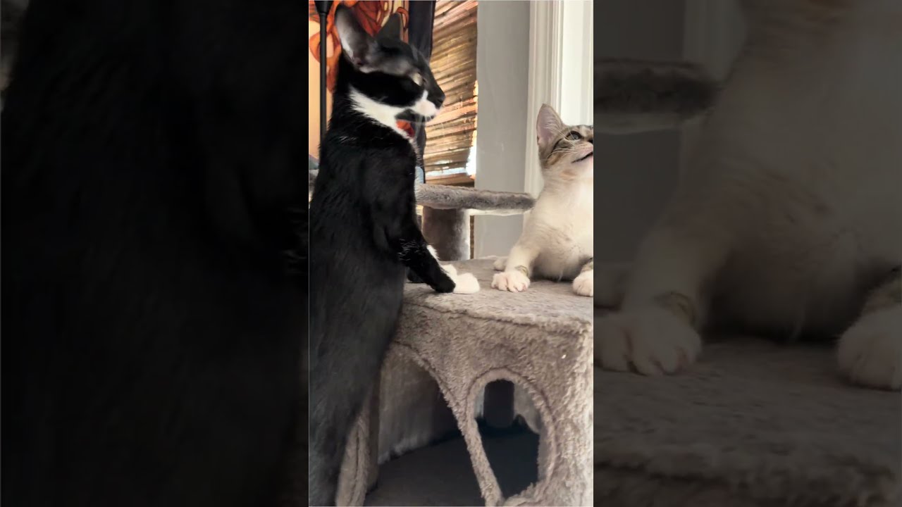 Enlarge Rain, a ADOPTABLE Domestic Short Hair in Boca Raton, FL video 6/6