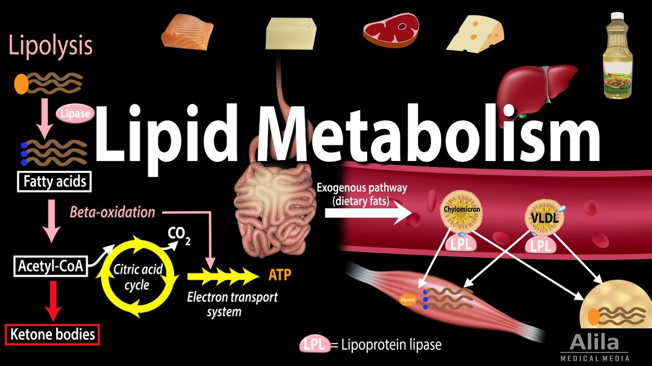 Lipid (Fat) Metabolism Overview, Animation