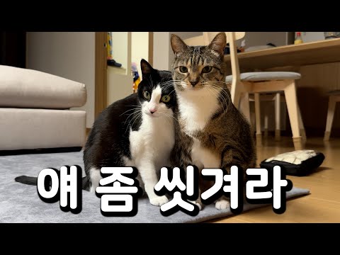 춘봉아 첨지 비듬이 생겼는데?