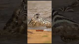 Quando a Natureza Decide o Destino #curiosidades #bichos #animais