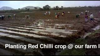 preview picture of video 'Planting Red Chilli crop @ our farm land'
