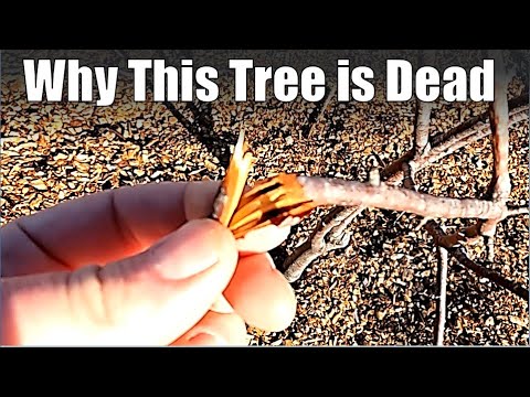 Is Your Apple Tree Dead? Key Signs to Look For