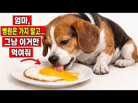 강아지의 거의 모든 질병을 치료하는 사람이 먹는 음식 16가지 (보호자의 99%가 모르는 사실)