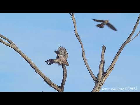 Cooper's hawk gets buzzed by an angry American Kestrel