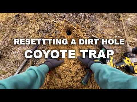How to Reset a Dirt Hole Coyote Trap