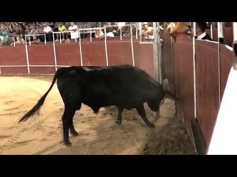 Siete Iglesias 2023 Concurso con Toros Bravos