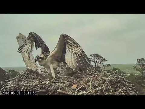 A flapping good time with the Osprey chick 6/5/18