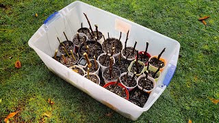 How to propagate fig trees | Rooting fig cuttings (subtitles)