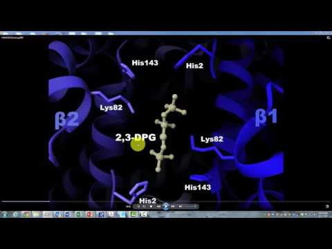 Hemoglobin  BPG Binding Howard Hughes Institute with Narration