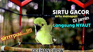 Download lagu Sirtu/Cipoh gacor,teruji ampuh 100% untuk mendongkrak emosi semua jenis sirtu . mp3 Download lagu Sirtu/Cipoh gacor,teruji ampuh 100% untuk mendongkrak emosi semua jenis sirtu . mp3