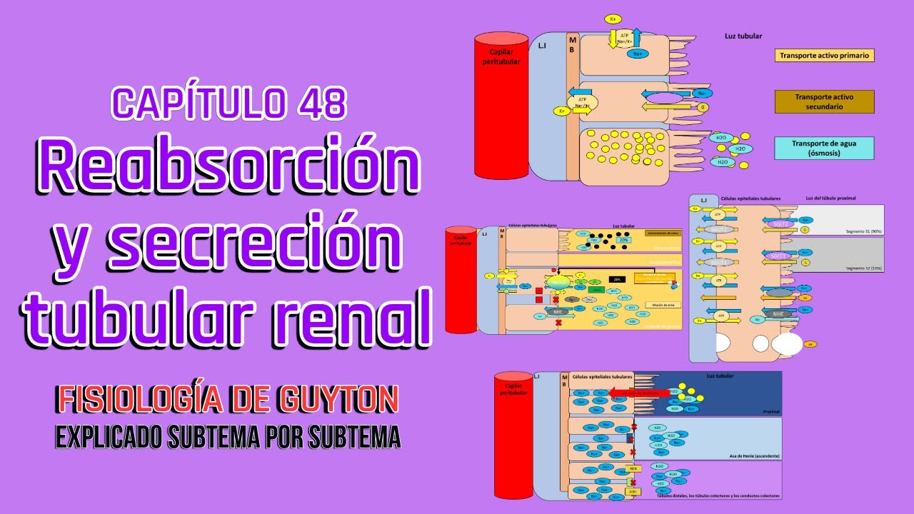 CAP 28: Reabsorción y secreción tubular renal l Fisiología de Guyton