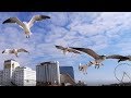 ️ Feeding Seagulls At The Beach In Atlantic City New Jersey Wild Seagulls Flying Above My Head