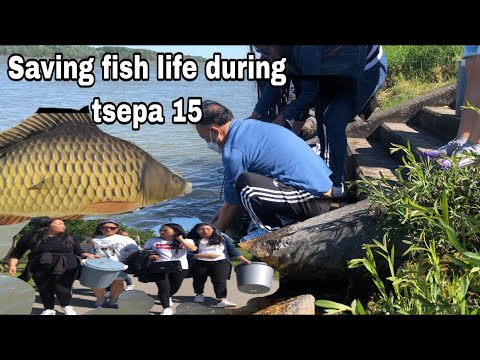 saka dawa tsepa 15|saving fish life|tibetan vlogger|vienna