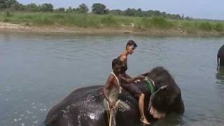 preview picture of video 'Chitwan national park - Elephant bath with Line'