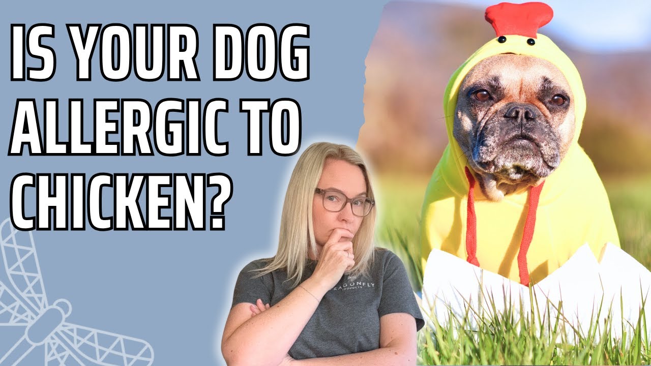Chicken Allergy in Dogs | Video