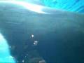 Orcas Rebirthing