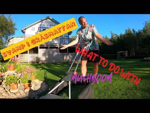 Svamp i gräsmattan, VARFÖR?