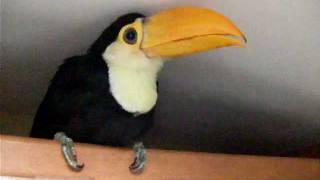 Rocko&#39;s Favorite Spot | Toucan RV Life