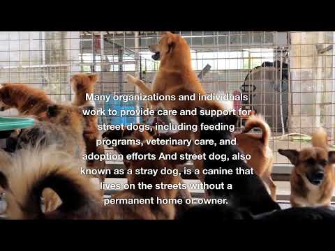 Street Dog Part 02