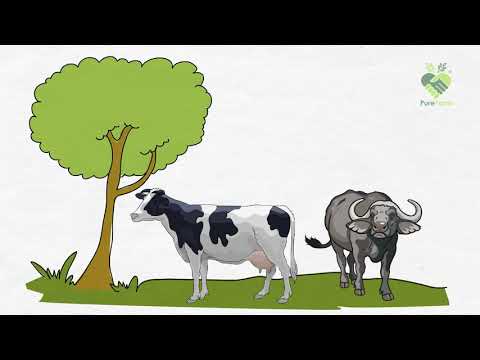 PureFarm Milk