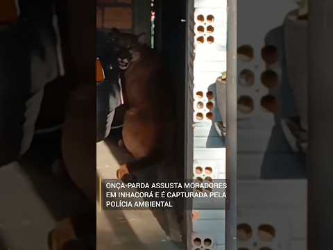 Onça-parda assusta moradores em Inhacorá