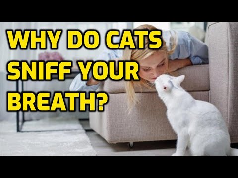 Why Is My Cat Obsessed With My Mouth?