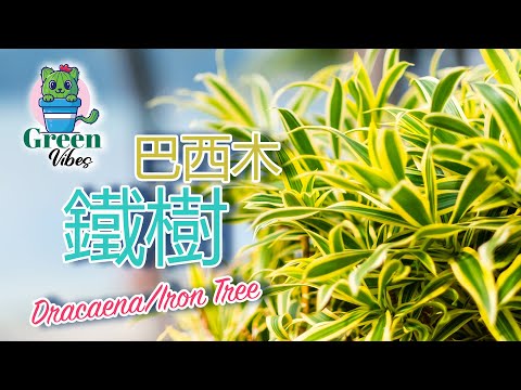 室內鐵樹