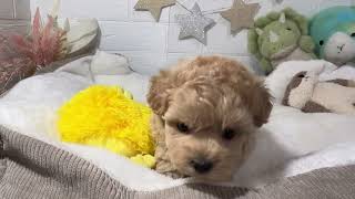 ハーフ犬の動画01