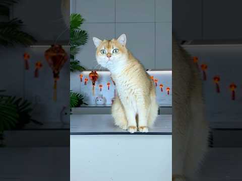 Don’t ignore your cats😱 #BlockBlast #cat #cats