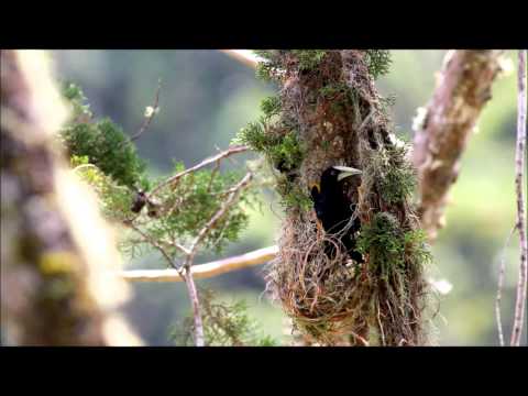 Chestnut-headed Oropendola (Psarocolius wagleri)