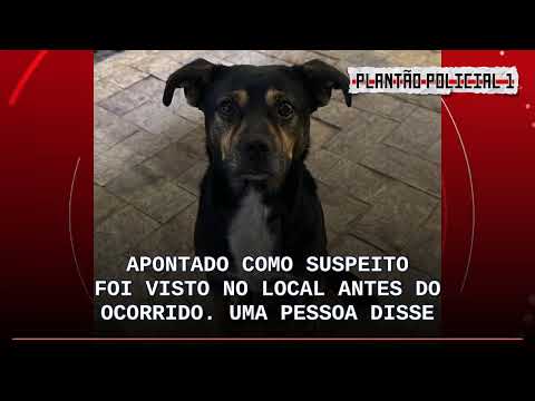 Cão é morto a tiro em Lajinha (MG); militar da reserva é suspeito e polícia apura