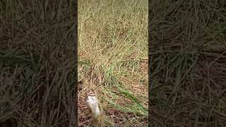 Download lagu cakilan opo ganongan podo enake #reel #shortvideo  #funny mp3 Download lagu cakilan opo ganongan podo enake #reel #shortvideo  #funny mp3