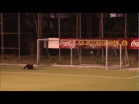 Treningskampen Buøy - Mastra 2-0 (2-0) HD