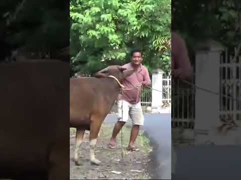 Sapi Kurban Lari dan Mengamuk