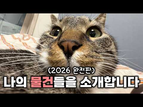 고양이용품 23종 한번에 리뷰해보겠습니다...