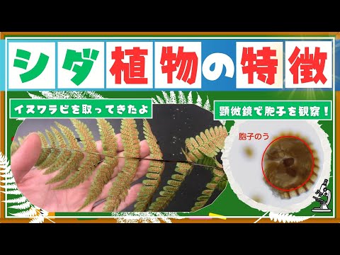 ロイヤルシダ 植物