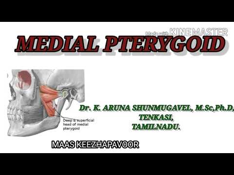 Medial Pterygoid Muscle || Origin || Insertion || Nerve Supply || Action || Animated video