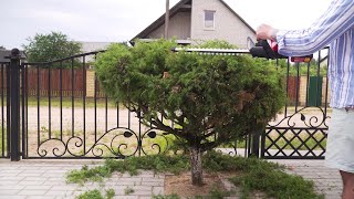 Cordless hedge trimmer WORTEX DB 5118-1