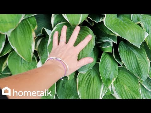 download lagu mp3 mp4 Epsom Salt For Hostas, download lagu Epsom Salt For Hostas gratis, unduh video klip Epsom Salt For Hostas
