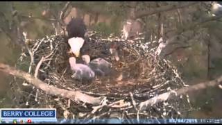 berry eagles march 4