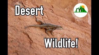 Discovering Wildlife In North America's Hottest Desert