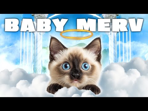 From Kitten to CHAOS Merv the Cat Can't STOP Talking 😻😮😮