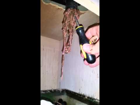 download lagu mp3 mp4 Worm Invasion, download lagu Worm Invasion gratis, unduh video klip Worm Invasion