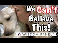 Our Rescue Dog S DNA Results Are In Christmas Is A WHAT