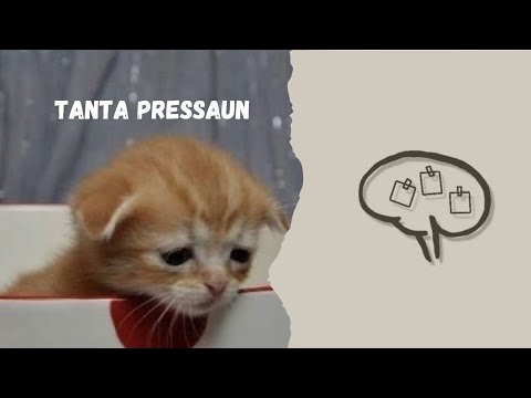 1. tanta pressaun - vertto ( memóriaS )