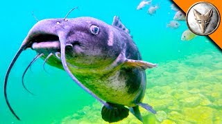 The BEAST of the Diving Quarry?