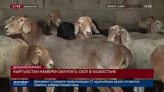КЫРГЫЗСТАН НАМЕРЕН ЗАКУПАТЬ СКОТ В КАЗАХСТАНЕ